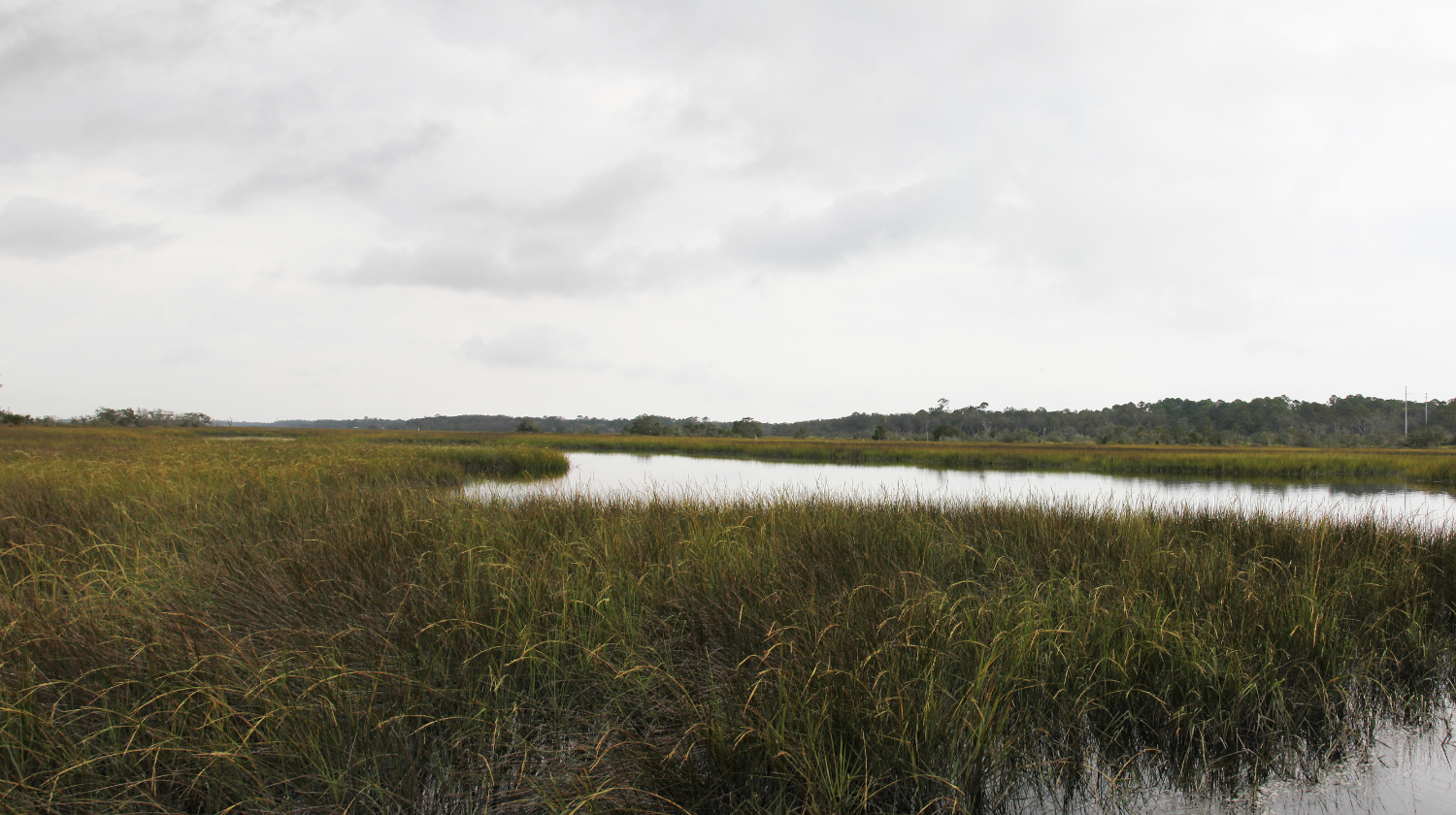 Statement from Peyton family regarding proposed Guana land swap